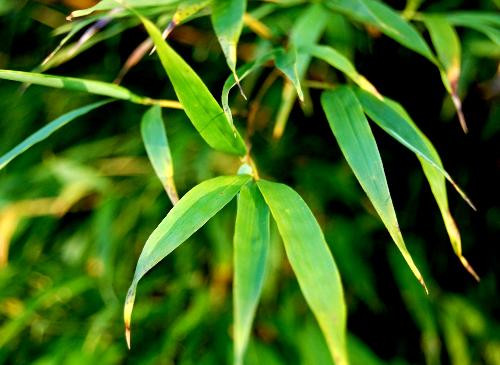 Ảnh minh hoạ: Internet