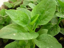 Ảnh minh hoạ: Internet