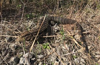 Thằn lằn Tegu có bộ răng chắc khỏe, có thể ăn trứng cá sấu, các loài chim làm tổ dưới đất.