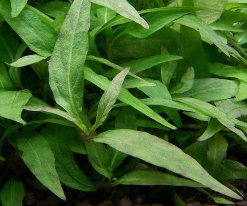 Ảnh minh họa: Internet