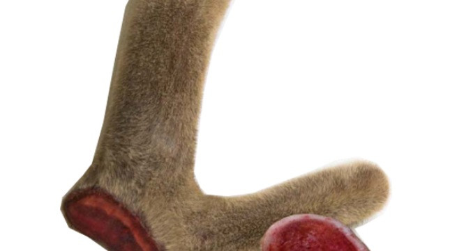 Ảnh minh họa: Internet