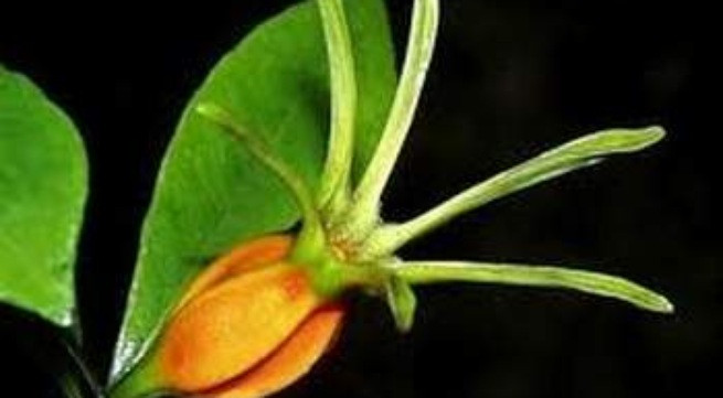 Ảnh minh họa: Internet