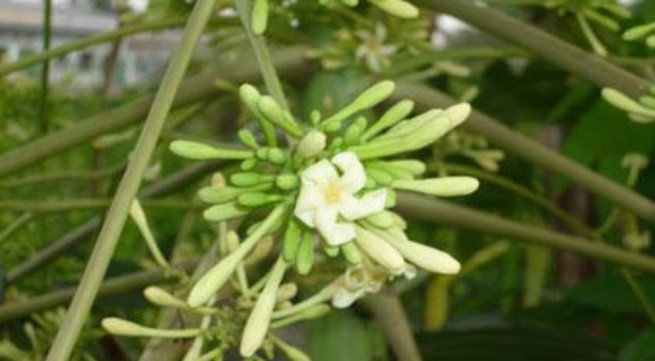 Ảnh minh họa: Internet