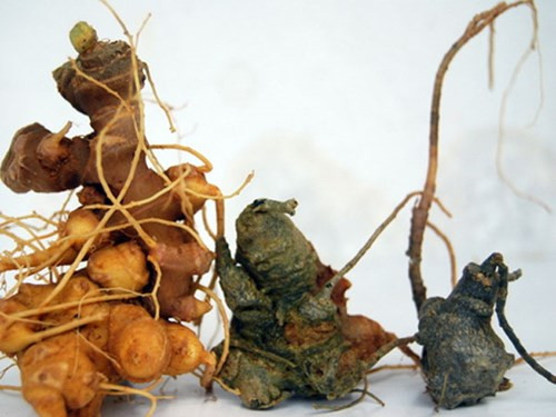 Ảnh minh họa: Internet