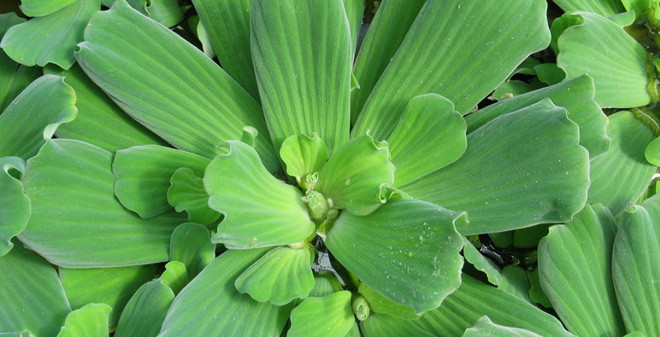 Ảnh minh hoạ: Internet