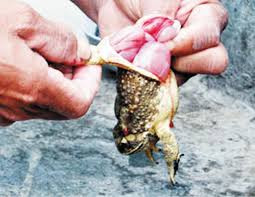 Ảnh minh họa: Internet