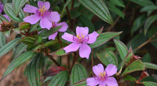 Ảnh minh họa: Internet