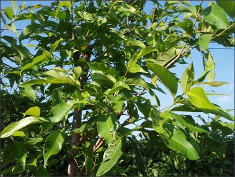 Ảnh minh họa: Internet