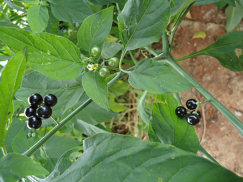 Ảnh minh hoạ: Internet