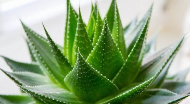 Ảnh minh họa: Internet