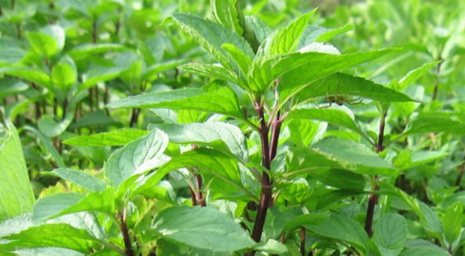 Ảnh minh họa: Internet