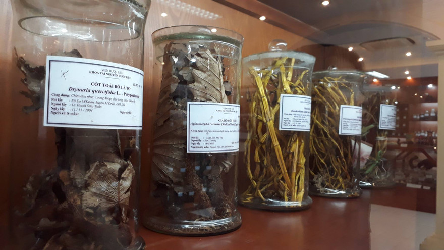 Mẫu dược liệu trưng bầy tại Viện Dược liệu 