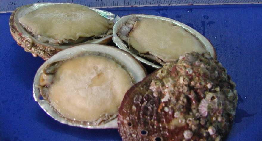 Ảnh mih họa: Internet