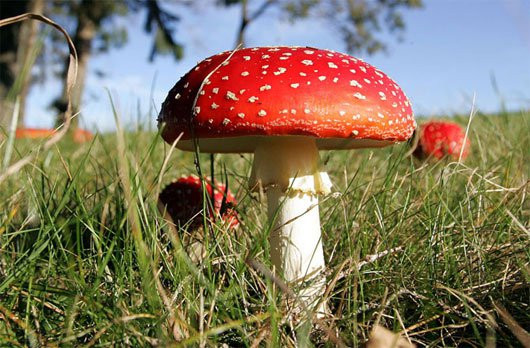 Nấm độc. Ảnh minh hoạ: Internet