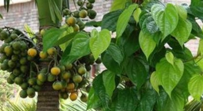 Ảnh minh hoạ: Internet