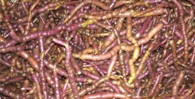 Ảnh minh hoạ: Internet