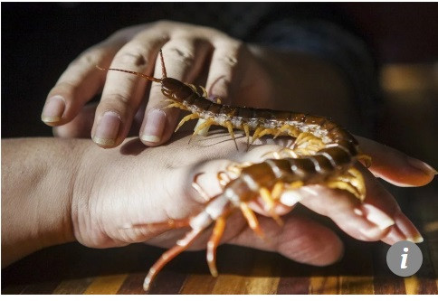 Rết phơi khô hay dạng bột là bài thuốc dân gian rất tốt cho sức khỏe, nhưng nếu ăn rết sống thì hãy coi chừng. 