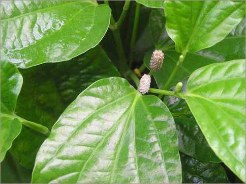 Ảnh minh họa: Internet