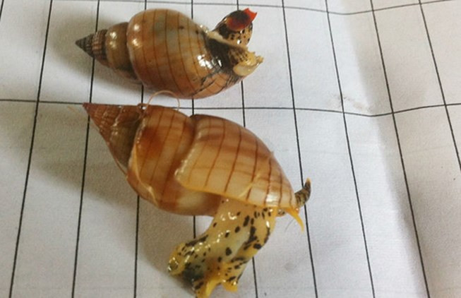 Loài ốc biển cực độc này có thể gây tử vong cho người ăn nó. Ảnh minh họa: Internet