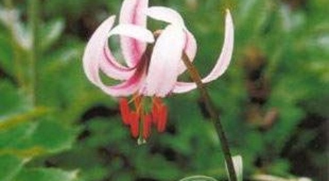 Ảnh minh họa: Internet