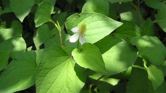 Ảnh minh họa: Internet