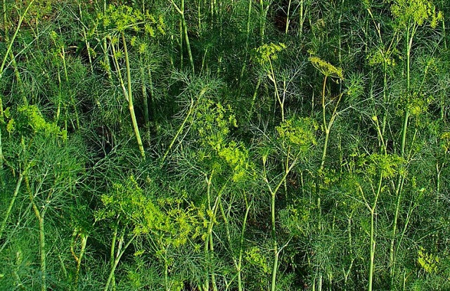 Ảnh minh hoạ: Internet