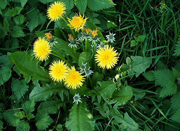 Ảnh minh hoạ: Internet