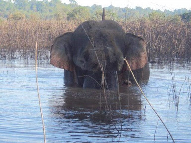 Cận cảnh hàng rào điện ngăn voi quậy phá ở Đồng Nai