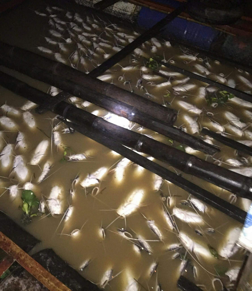 Dân điêu đứng vì hàng loạt bè cá bị chết.