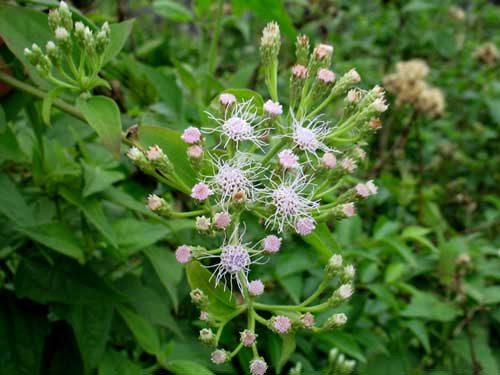 Ảnh minh họa: Internet