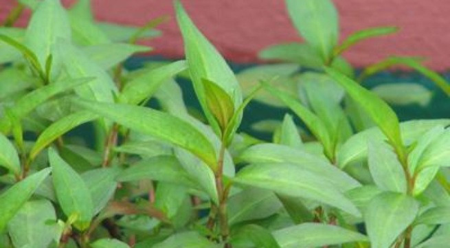 Ảnh minh họa: Internet