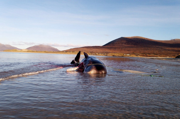 Núi rác khổng lồ trong bụng con cá chết phơi xác.