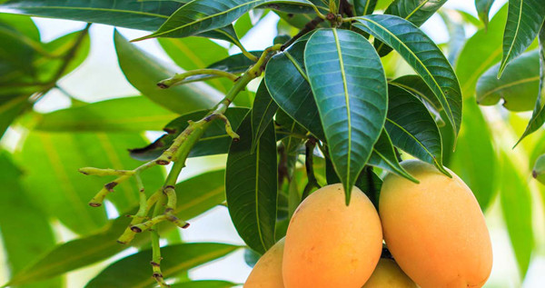 Ảnh minh họa: Internet