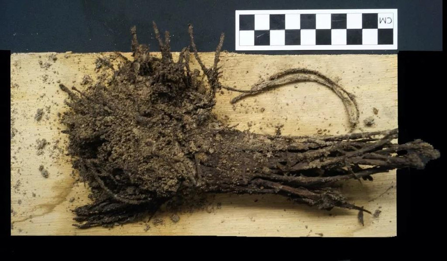 Bó hoa cúng 2000 năm tuổi được bảo quản tốt tới ngày nay.