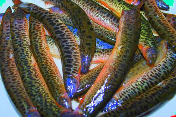 Ảnh minh hoạ: Internet