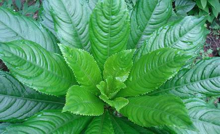 Ảnh minh họa: Internet