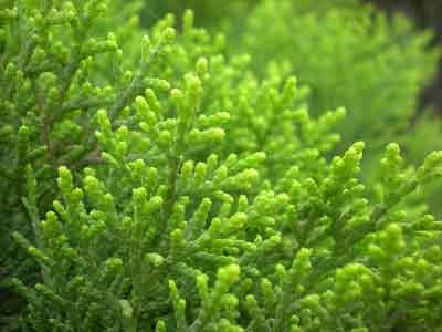 Ảnh minh họa: Internet