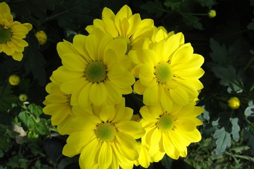 Ảnh minh họa: Internet