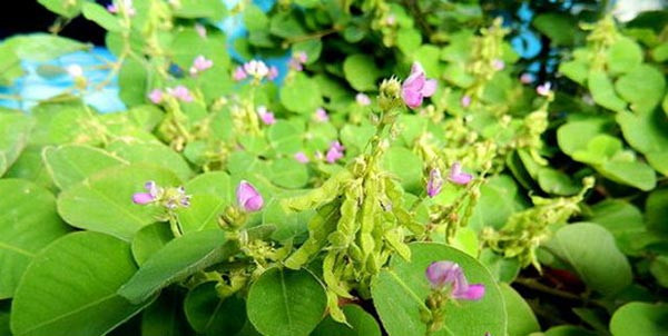 Ảnh minh hoạ: Internet