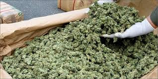 Ảnh minh hoạ: Internet