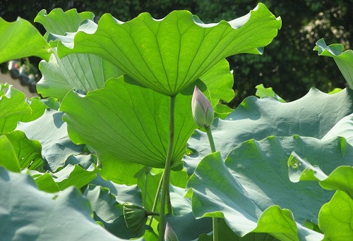 Lá sen khô không phải là 'thần dược' để chữa bệnh. Ảnh minh họa: Internet