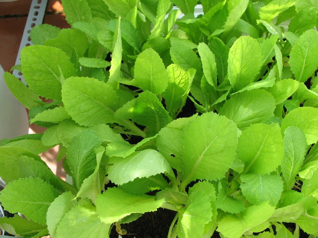 Ảnh minh hoạ: Internet