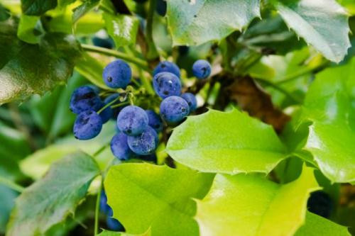 Ảnh minh hoạ: Internet