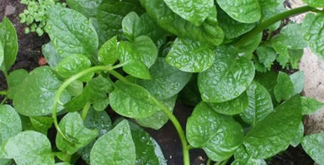 Ảnh minh hoạ: Internet