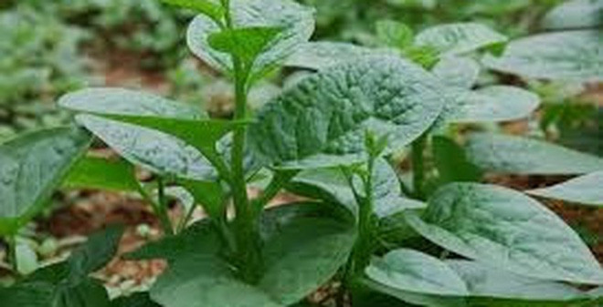 Ảnh minh hoạ: Internet