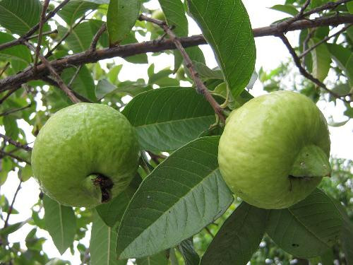 Ảnh minh hoạ: Internet