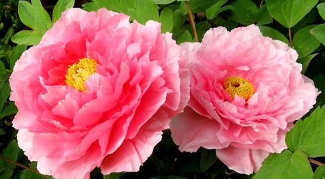 Ảnh minh họa: Internet