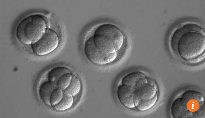 Việc sửa gien gây bệnh trong phôi người đã được các nhà khoa học Mỹ thực hiện thành công. Ảnh: SCMP