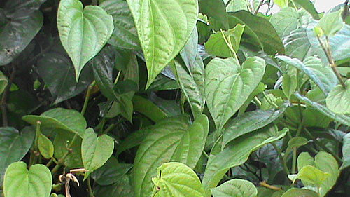 Ảnh minh hoạ: Internet