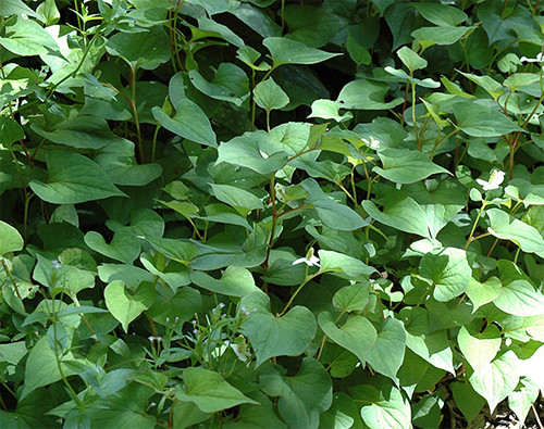 Ảnh minh hoạ: Internet